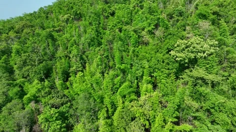 Aerial view of a lush tropical forest. Stockbeeldmateriaal 340564530
