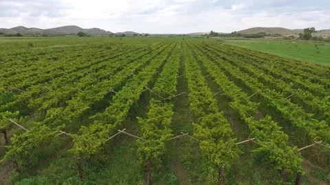 Aerial View of a Lush Vineyard on a Cloudy Day Stock Footage 243563244
