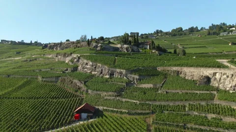 Aerial view of lush vineyard landscape with rocky hills Stock Footage 330174005