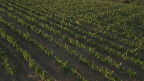 Aerial view of lush vineyard rows with green grapevines growing in neat patterns Vídeo Stock 332725622