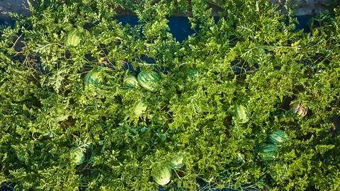 Aerial View of Lush Watermelon Patch in Rural Farm Stock-Fotos