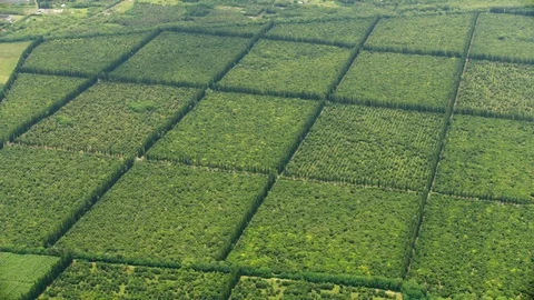 Aerial view Macadamia nut trees farming crop Hawaii Stock Footage 91521502