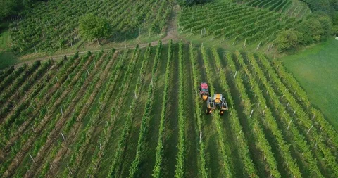 Aerial view of machine grape harvest in vineyard Stock Footage 97001647