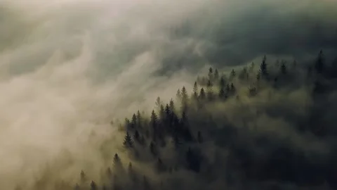 Aerial view of Magic misty forest nature Stock Footage 167939023