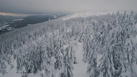 Aerial view of magic winter forest with snowy trees in cold nature Stock Footage 278371414