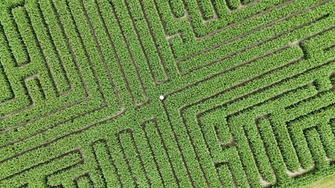 Aerial view of maize corn maze in green field, New Zealand. Stock Footage 303980661