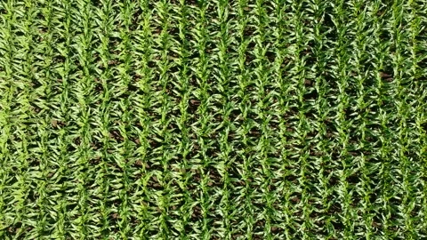 Aerial view of a maize field Stock Footage 131936790