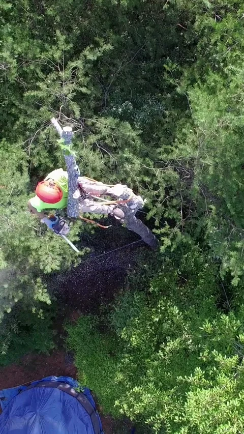 Aerial View of Man Cutting Down Tree in Yard Video stock 337481377