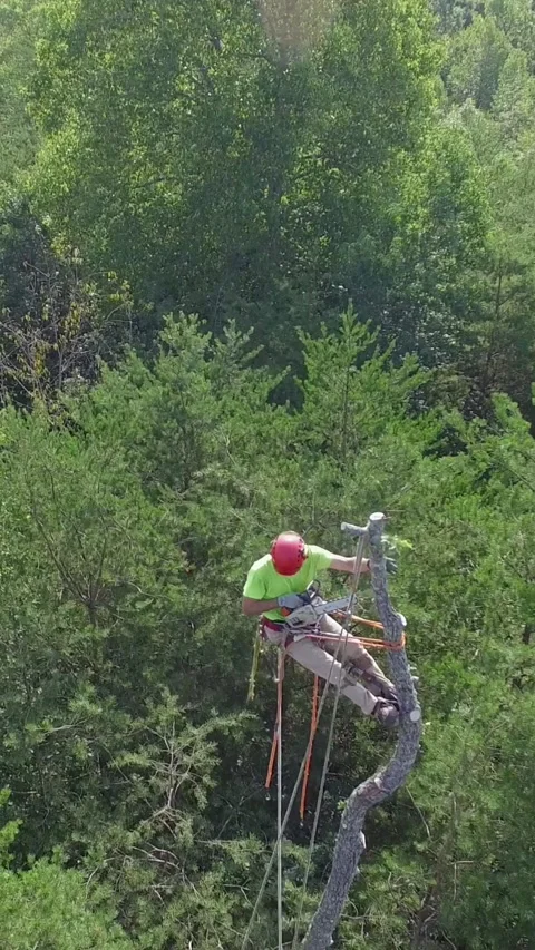Aerial View of Man Cutting Down Tree in Yard Video stock 337481380