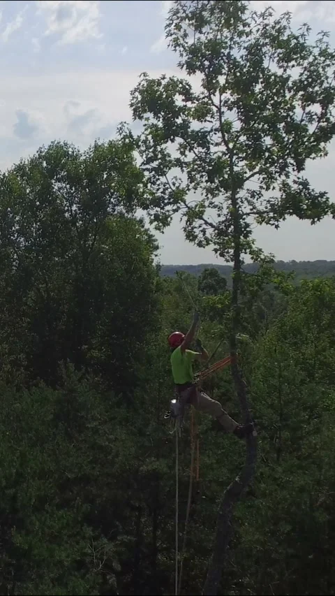 Aerial View of Man Cutting Tree with Chainsaw High in Tree Video stock 337665414