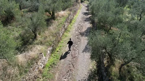 Aerial view of man walking down from olive oil trees hill path Stock Footage 166028377