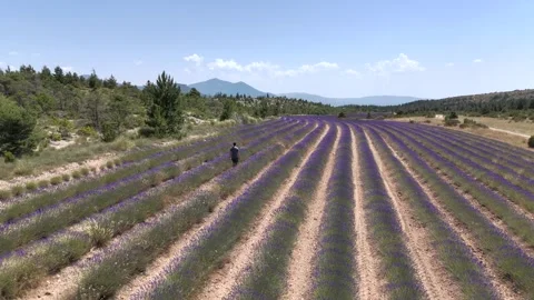 Aerial View of Man Walking Through Lavender Field Stock Footage 338006249