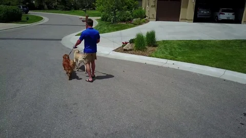 Aerial View of Man Walking Two Dogs Vídeos de archivo 76500222
