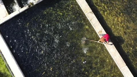 Aerial view of man working in fish pond Stock Footage 293996749