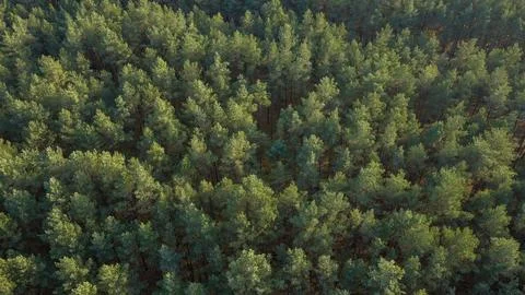 Aerial view of managed pine forest with even rows and long shadows Stock Photos