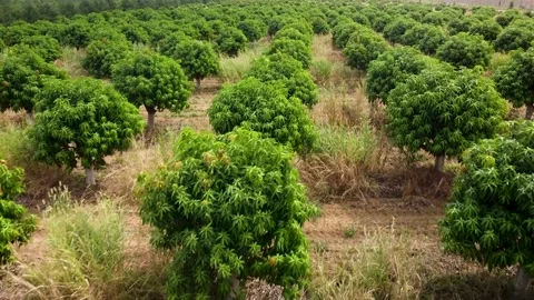 Aerial view of a mango field, Senegal Stock Footage 165997408