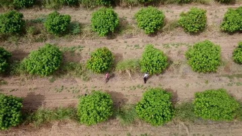 Aerial view of a mango field, Senegal Stock Footage 165997449