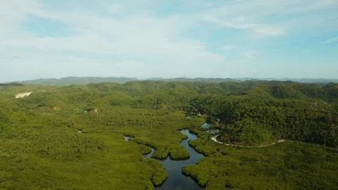 Aerial view of Mangrove forest and river. Stock Footage 111430320