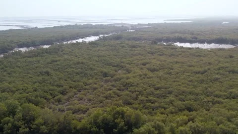 Aerial view of mangrove forest and wetland ecosystem in gujarat india 02 Stock Footage 337642645