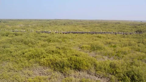 Aerial view of mangrove forest and wetland ecosystem in gujarat india 03 Stock Footage 337642647