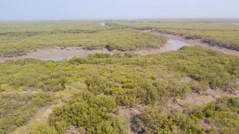 Aerial view of mangrove forest and wetland ecosystem in gujarat india 01 Stock Footage 337642771