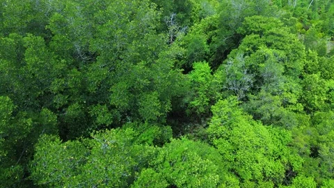 Aerial View of Mangrove Forest Canopy Stock Footage 336933449