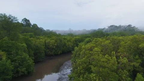 Aerial View Of Mangrove Forest during the morning misty Stock Footage 158658669