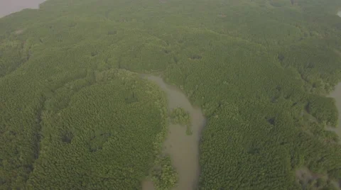 Aerial view of mangrove forest Stock Footage 65784795