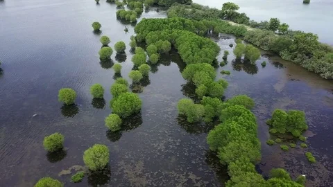 Aerial view mangrove forest 動画素材 84771593