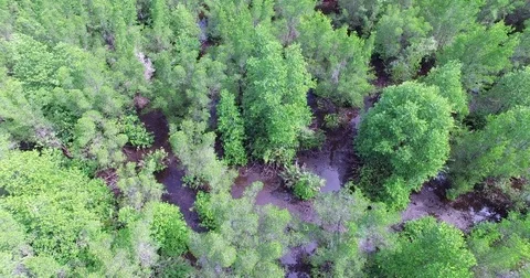 Aerial view of mangrove forest Stock Footage 85004369
