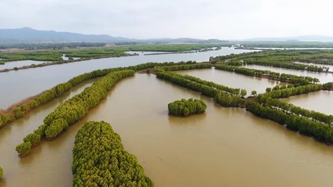 Aerial view on the mangrove forest Stock Footage