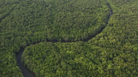 Aerial view of mangrove forest Stock Footage 140147891