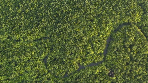 Aerial view of mangrove forest Stock Footage 140149068