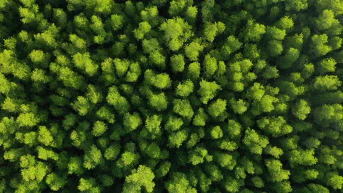 Aerial view of mangrove forest Stock Footage 140149148
