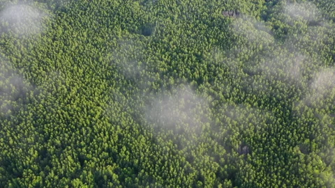 Aerial view of mangrove forest Stock Footage 140149299