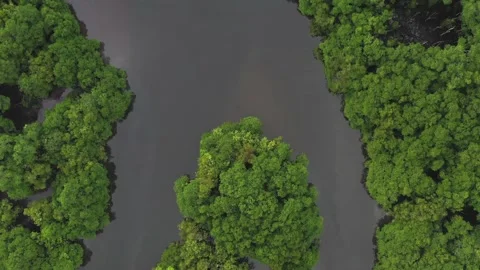 Aerial view of mangrove forest Stock Footage 150861583