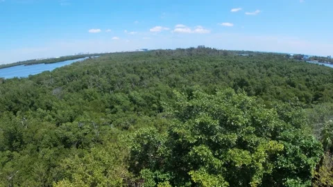 Aerial View of a Mangrove Forest Stock Footage 166121772