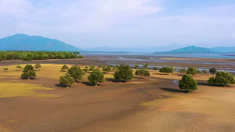 Aerial view of mangrove forest in tropical rainforest Video stock 154877458