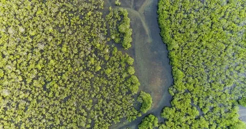 Aerial view of mangrove forests Stock Footage 85287277