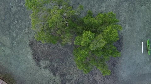 Aerial View of a Mangrove Tree on the Beach Stock Footage 260209244