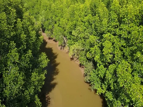 Aerial view of mangrove tree forest and river at Ranong, Thailand Stock Footage 77328685