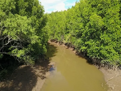 Aerial view of mangrove tree forest and river at Ranong, Thailand Stock-Footage 77328726