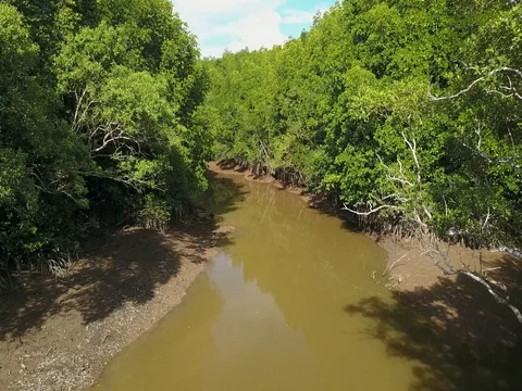 Aerial view of mangrove tree forest and river at Ranong, Thailand Stock Footage 77328786