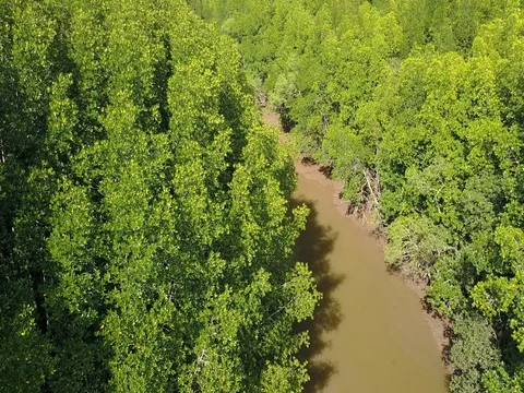 Aerial view of mangrove tree forest and river at Ranong, Thailand Stock Footage 77328975