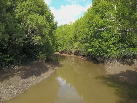 Aerial view of mangrove tree forest and river at Ranong, Thailand 動画素材 77329338