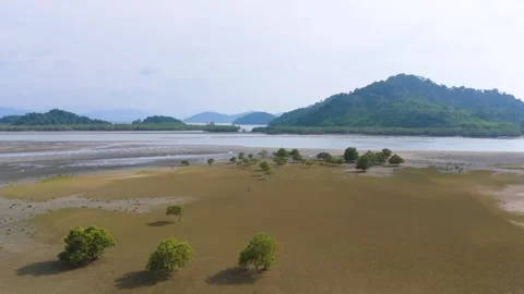 Aerial view of Mangrove trees Video stock 301011957