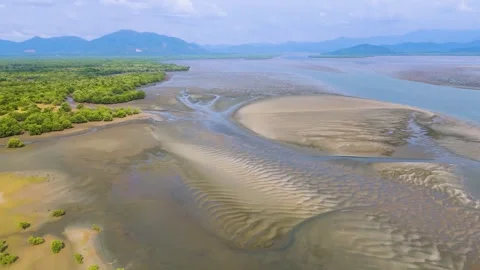 Aerial view of Mangrove trees Stock Footage 301011965