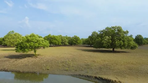 Aerial view of Mangrove trees Stock Footage 301011968