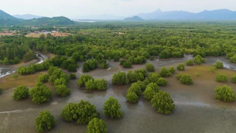 Aerial view of Mangrove trees Stock Footage 301011998