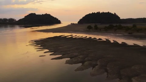 Aerial view of Mangrove trees Stock Footage 301012001